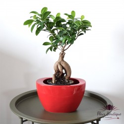 Bonsai "Ficus Ginseng"