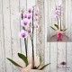 Aranjament Orhidee