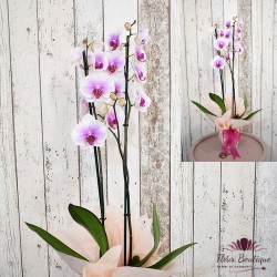 Planta interior Orhidee Phalaenopsis