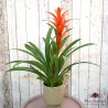 Planta de apartament Guzmania