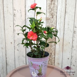 Camellia japonica - Trandafir japonez