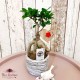 Bonsai pitic "Ginseng"