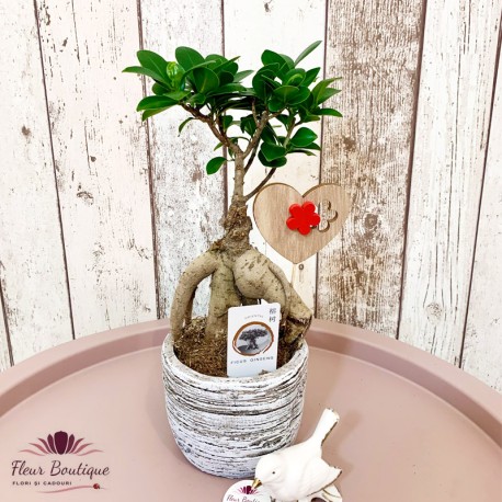 Bonsai pitic "Ginseng"