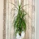 Planta interior "Dracaena Marginata"