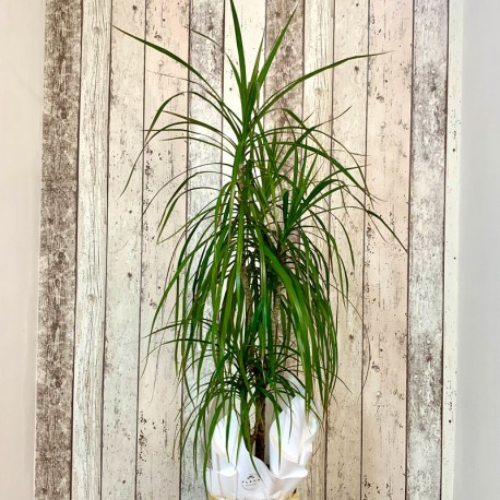 Planta interior "Dracaena Marginata"