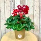 Planta apartament Cyclamen