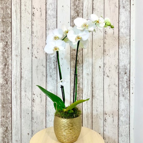 Planta interior "Orhidee Phalaenopsis"