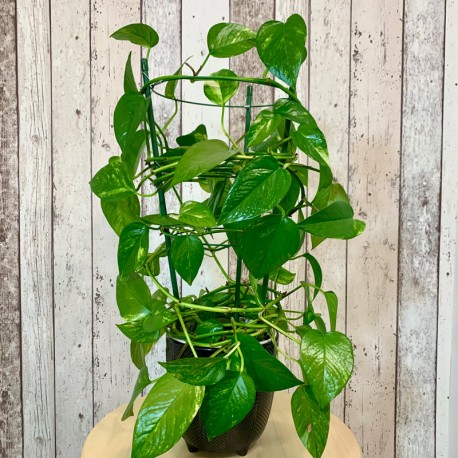 Planta de birou "Scindapsus Epipremnum"