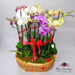 Cos Flori Premium "Mix de Orhidee"